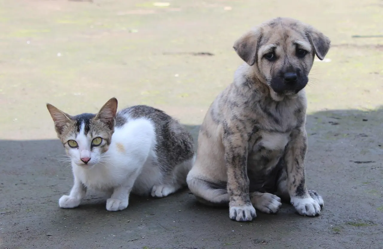 puppies-kittens